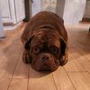 bigdogmama29