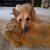 talking_dogs71