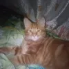 eluzaver