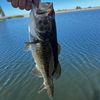 fishingrecklezzly
