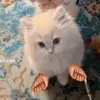 baddie_catloverzforever