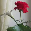 irinaveremiova