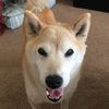 maxmomosf21