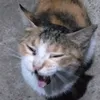 ugottriggeredbyacat