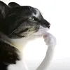 hflasdq