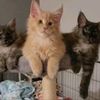emberspridemainecoons