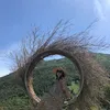 loanhoanghong8