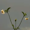 tucduyen_ledongchi