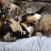 oso.osa.cutito