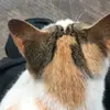 veronica_amber0