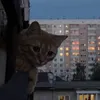 sacilander