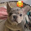 frenchbulldogsandrotts