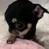 ngchph