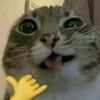 xnoen_gulp