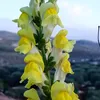 dy8rkuzn0695