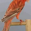 ahmdchinowy
