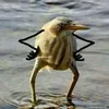 gryduz6