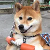 shiba_kow