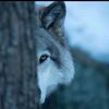 mouhwolf