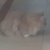 hui_obami
