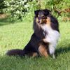 coastcollie