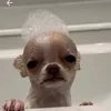 drinhoo777