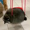 radio.racoon