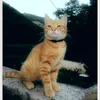 garfield12345