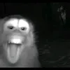 ehbdsn
