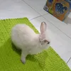 ribbit_rabbit1758