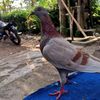 farhan.yudika