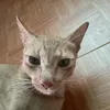 xauugaiibikhung