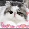kittynacat