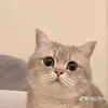 angelipmd