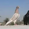 dhnakmw