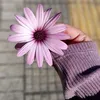 umai_taourirtia