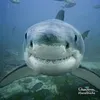 freakasaur