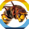 onesingularhornet