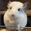 ivickvaporub