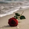 saed_mohsen