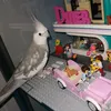 austra_the_cockatiel