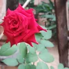 annylara37