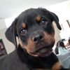 joshisntcute