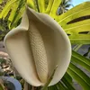 flordemandacaru61