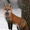 .foxkm