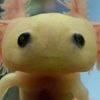axolotl_91