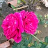 phunghuynh612