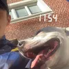 freemods_absolue