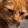 ithundercat_