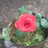 natycordero9